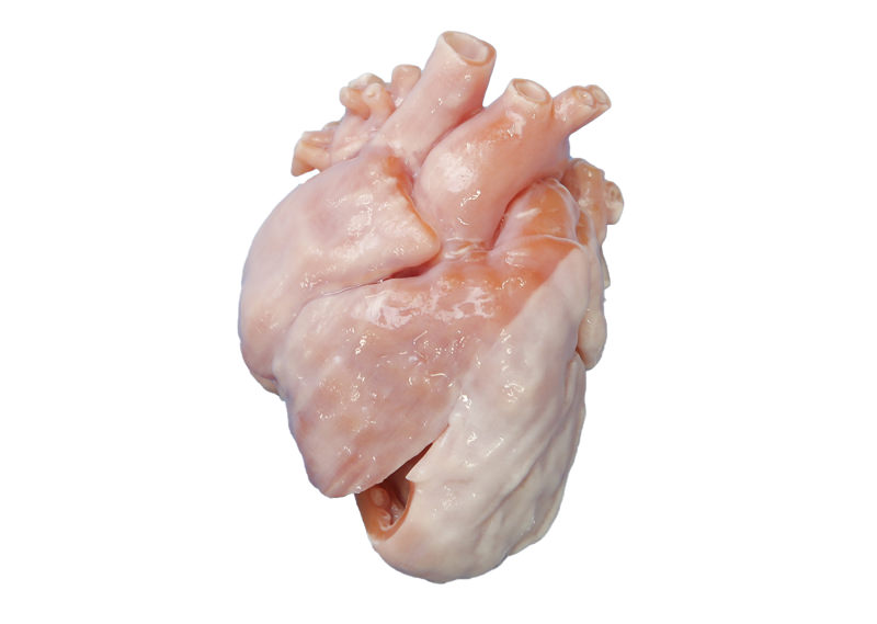 超リアルな3d臓器ウェットモデルの販売開始 3dp Id Arts